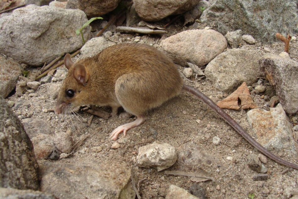 Mouse species feared extinct s