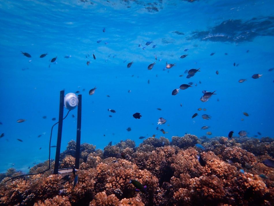 Underwater speakers are helpin