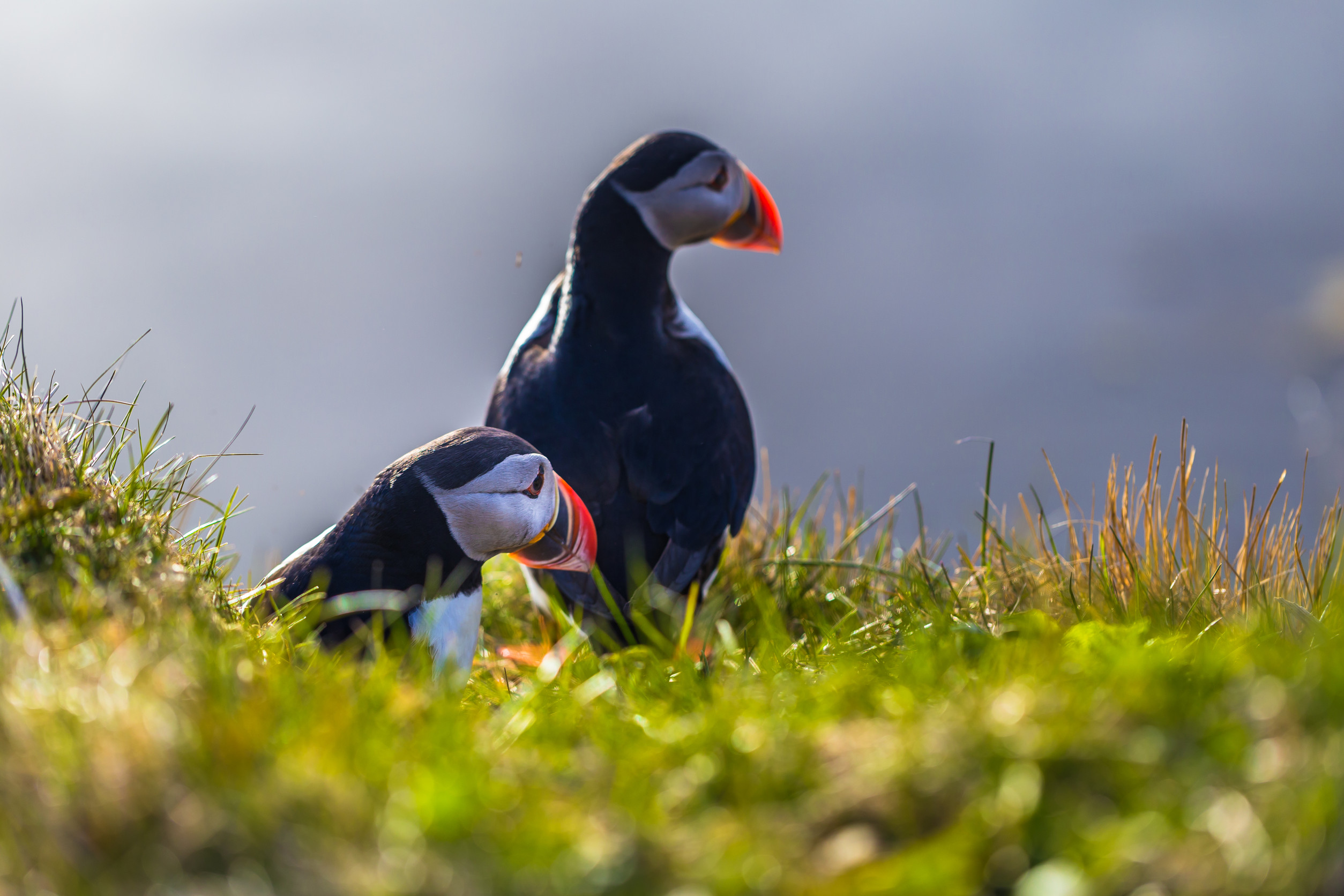 Puffins return after decades, 
