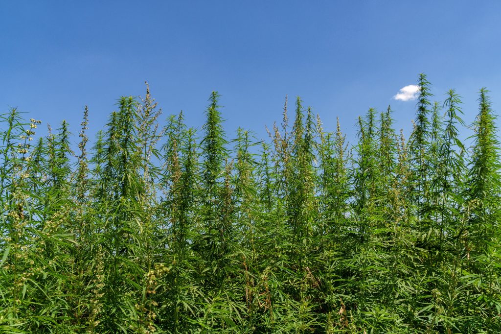 How switching out timber for hemp can revamp sustainable low-carbon construction 