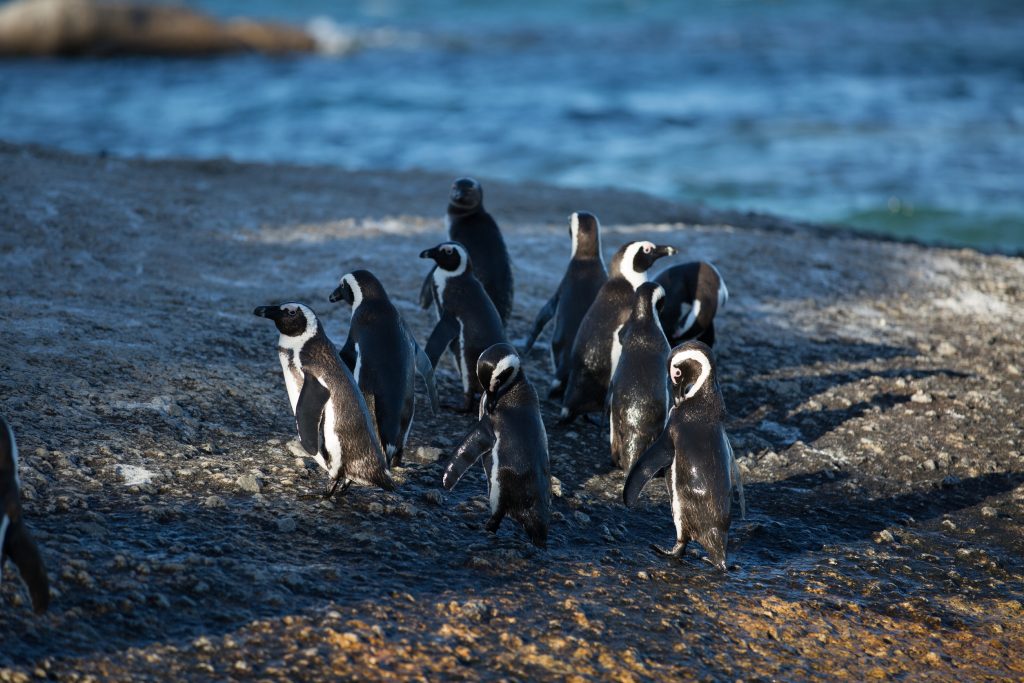 New ‘no-fishing zones’ offer hope for endangered African penguins