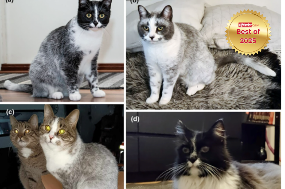 New cat color unlocked: ’sal