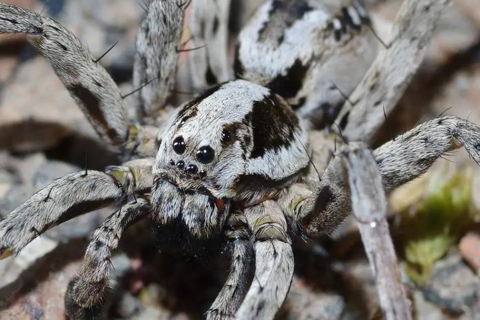 Rare spider thought extinct in