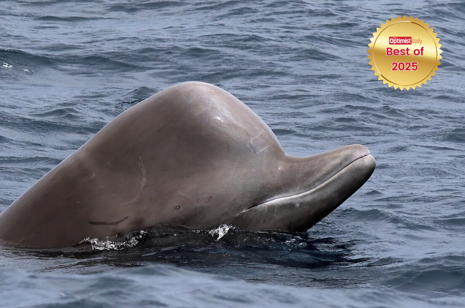 Decades of protection pay off 