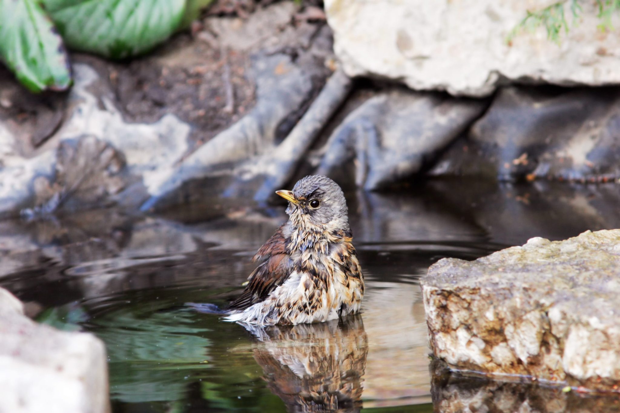 Want more nesting birds in you