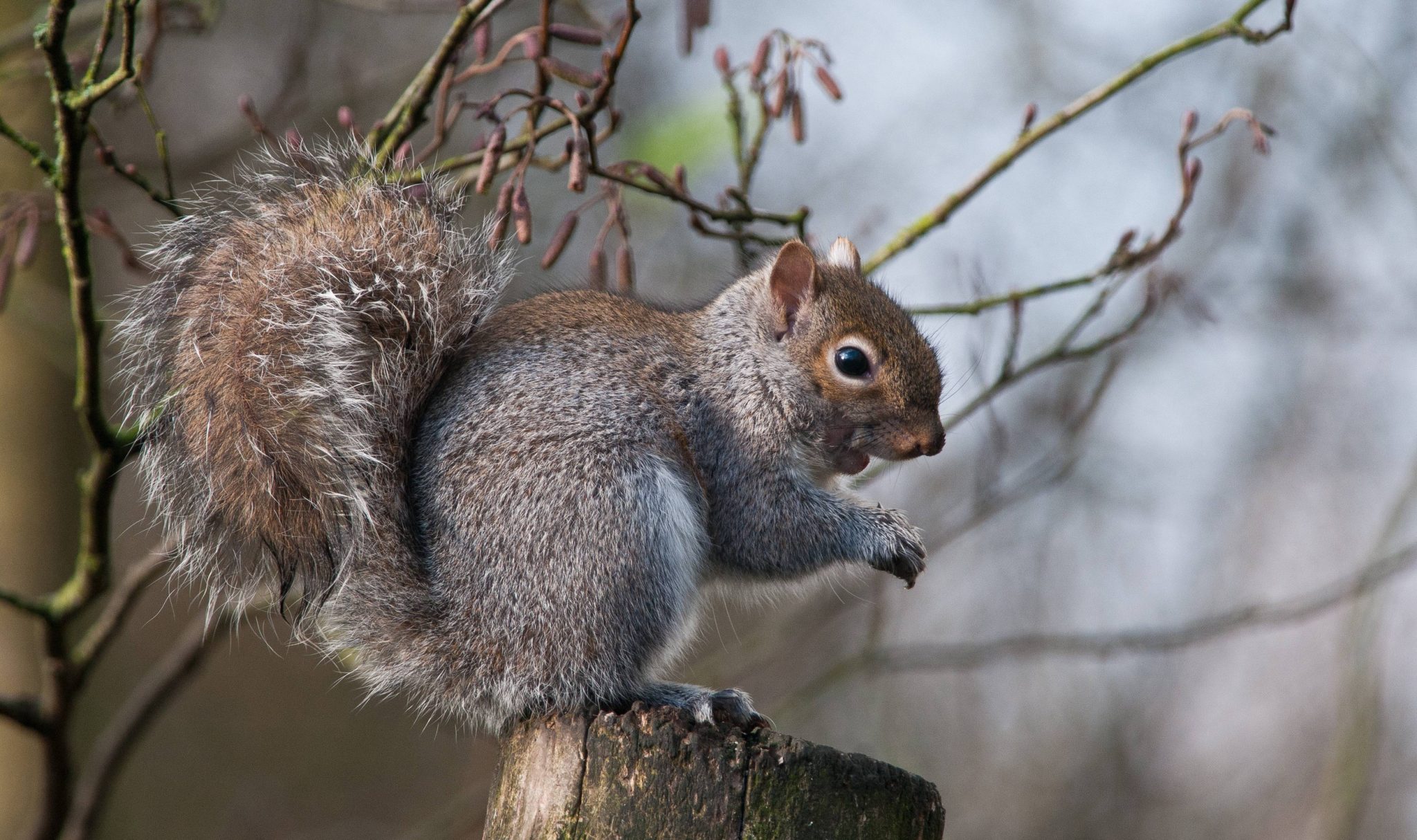 UK scientists plan to use cont