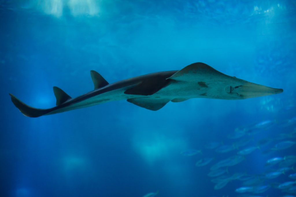 Global agreement boosts protection for 70 endangered shark and ray species