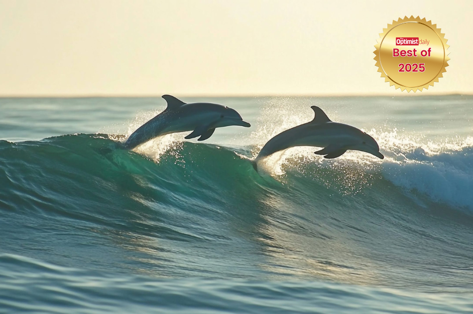 Could dolphins be speaking a l