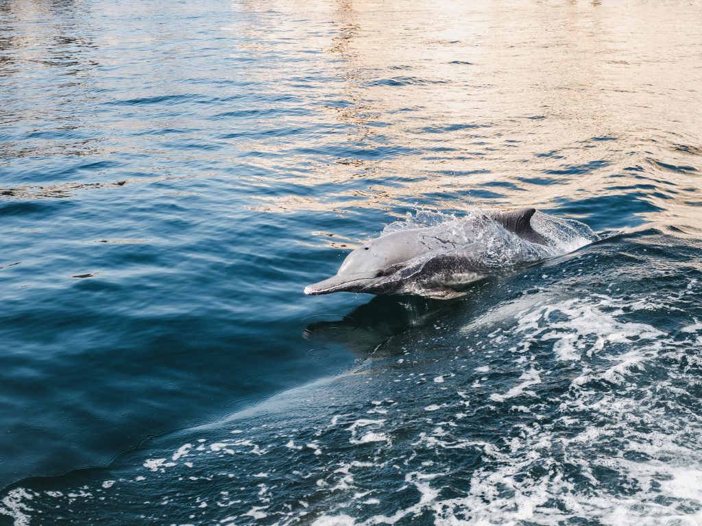 Hope in Cape Cod: rescuers save 12 dolphins in two-day stranding response
