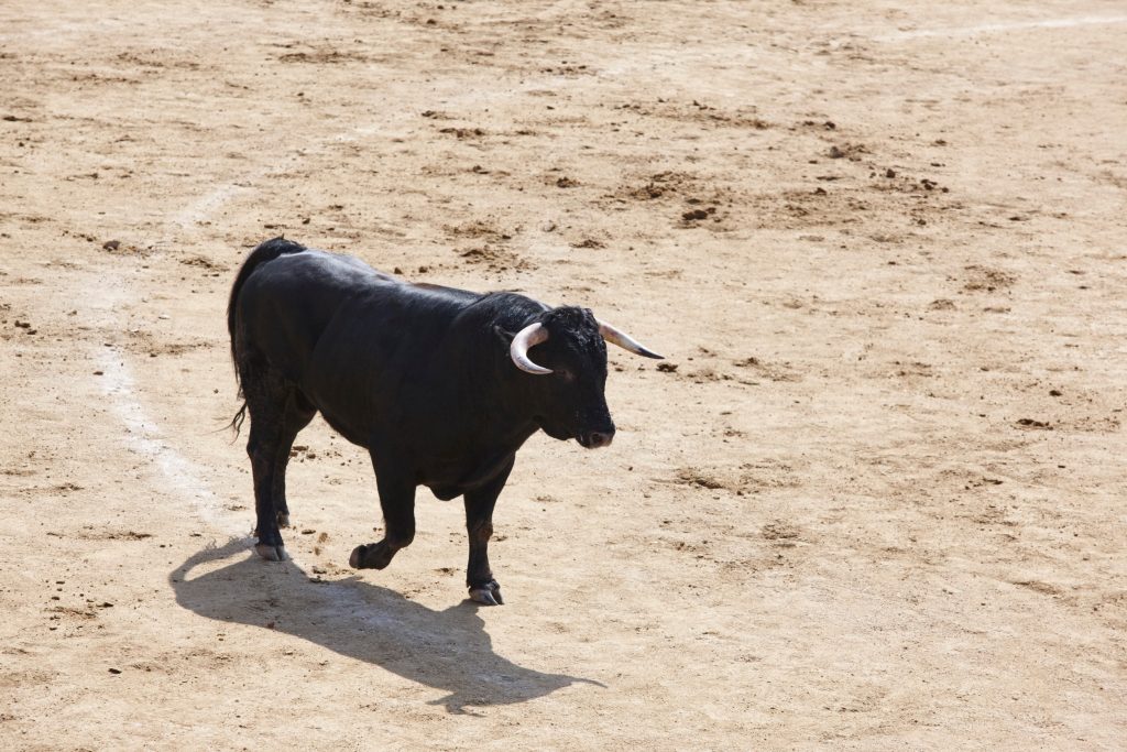 Colombia bans bullfighting, a historic step for animal rights
