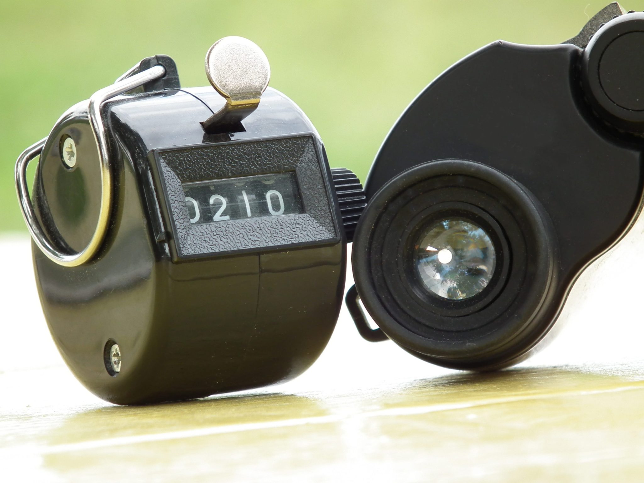 Five bird species missing for 