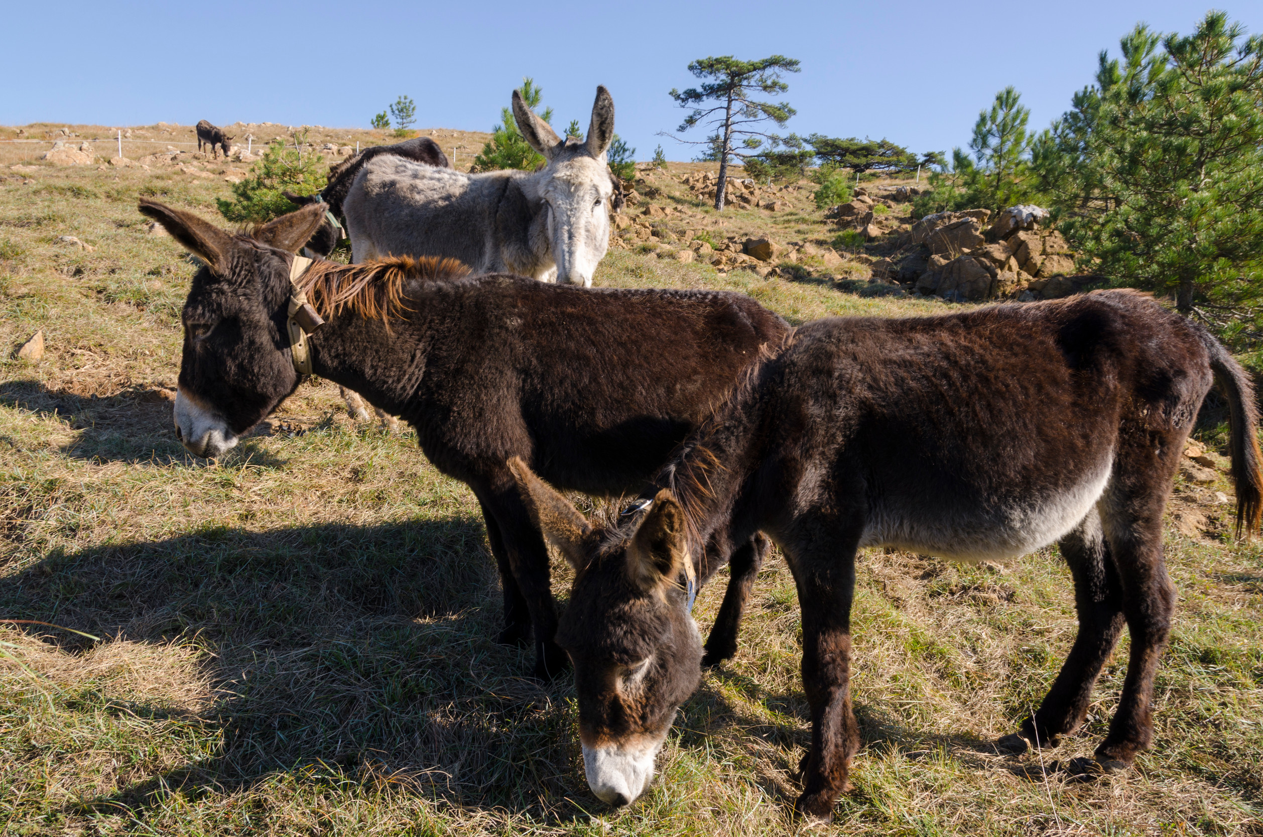 Well-digging wild horses and d