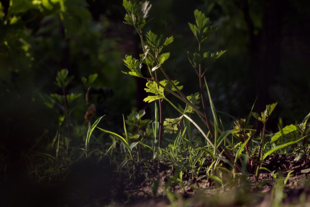 Robot weed killers could create a sustainable future for agriculture