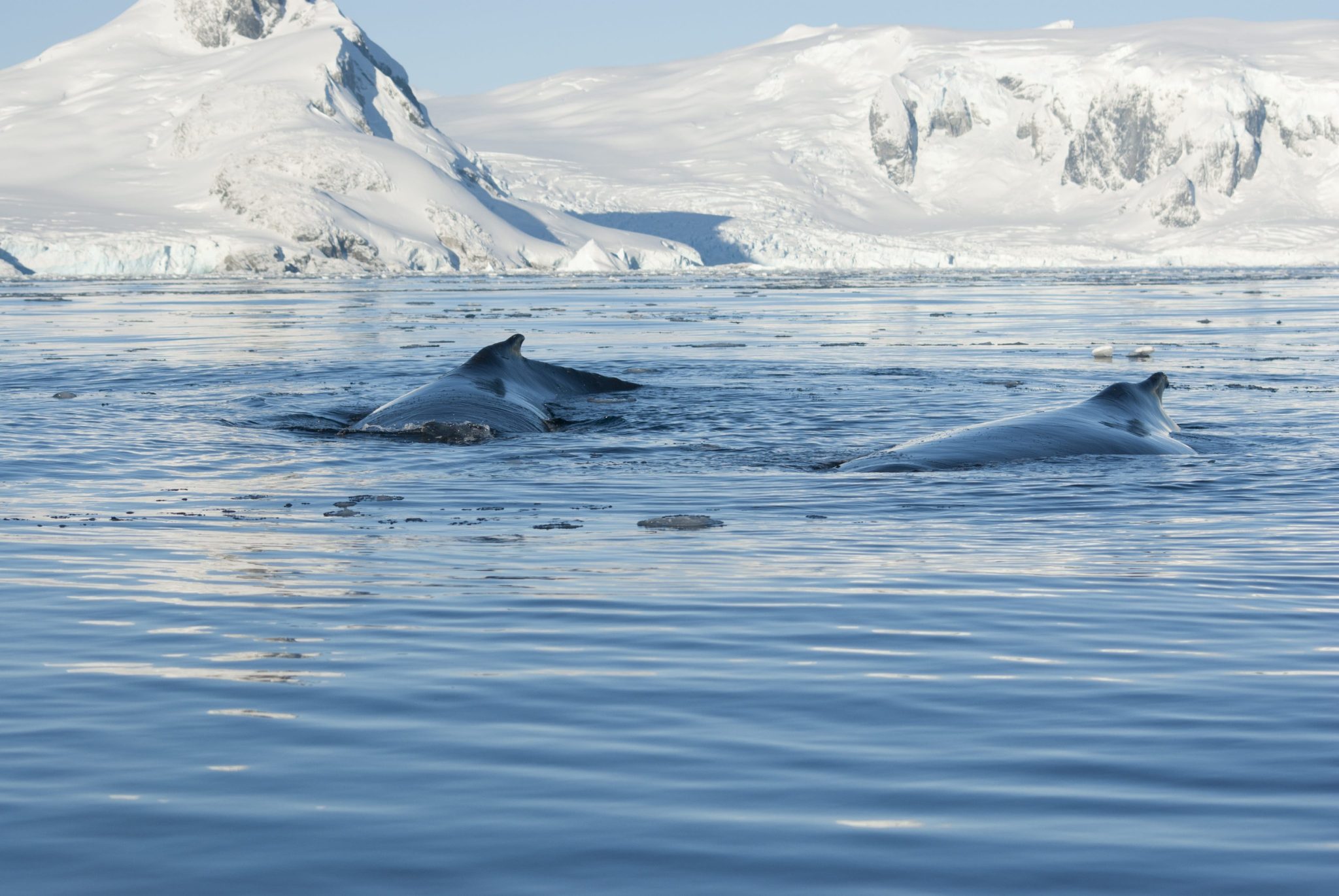 Antarctic whale populations ar