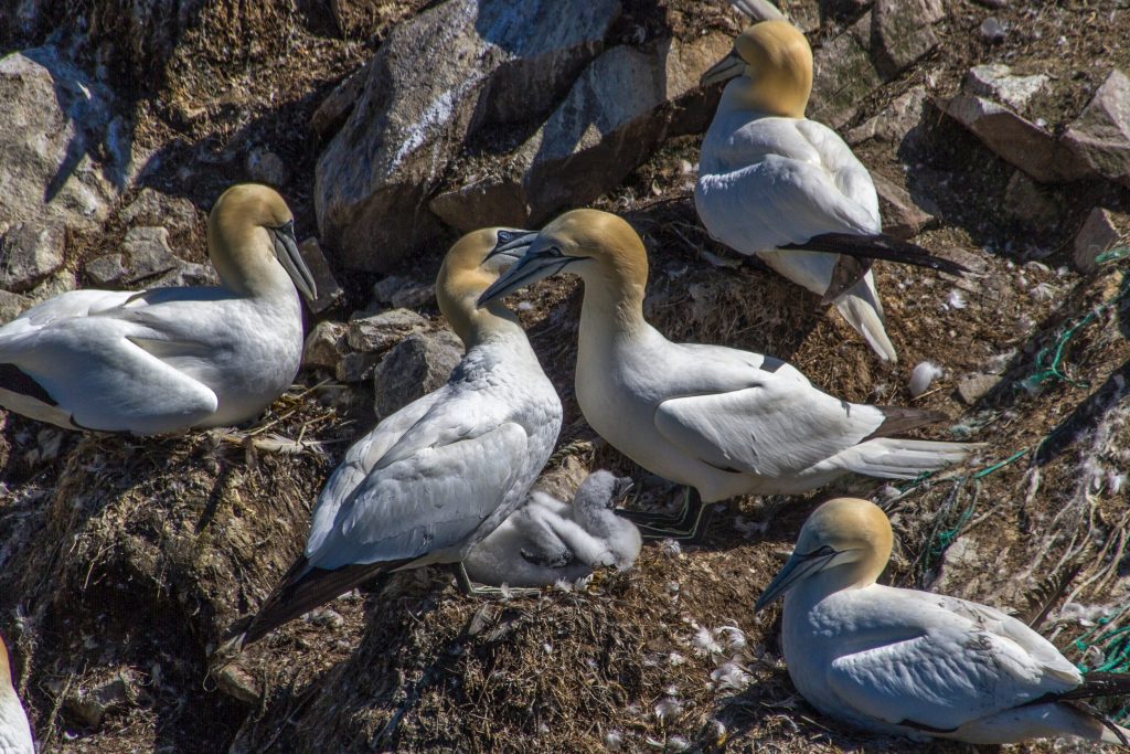 How PFAS regulation cut toxic chemical levels in Canadian wildlife
