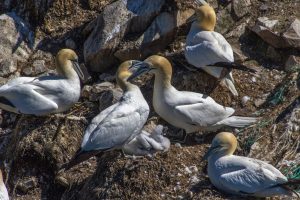 Several albatrosses resting on a rocky shoreline with seaweed and debris nearby.