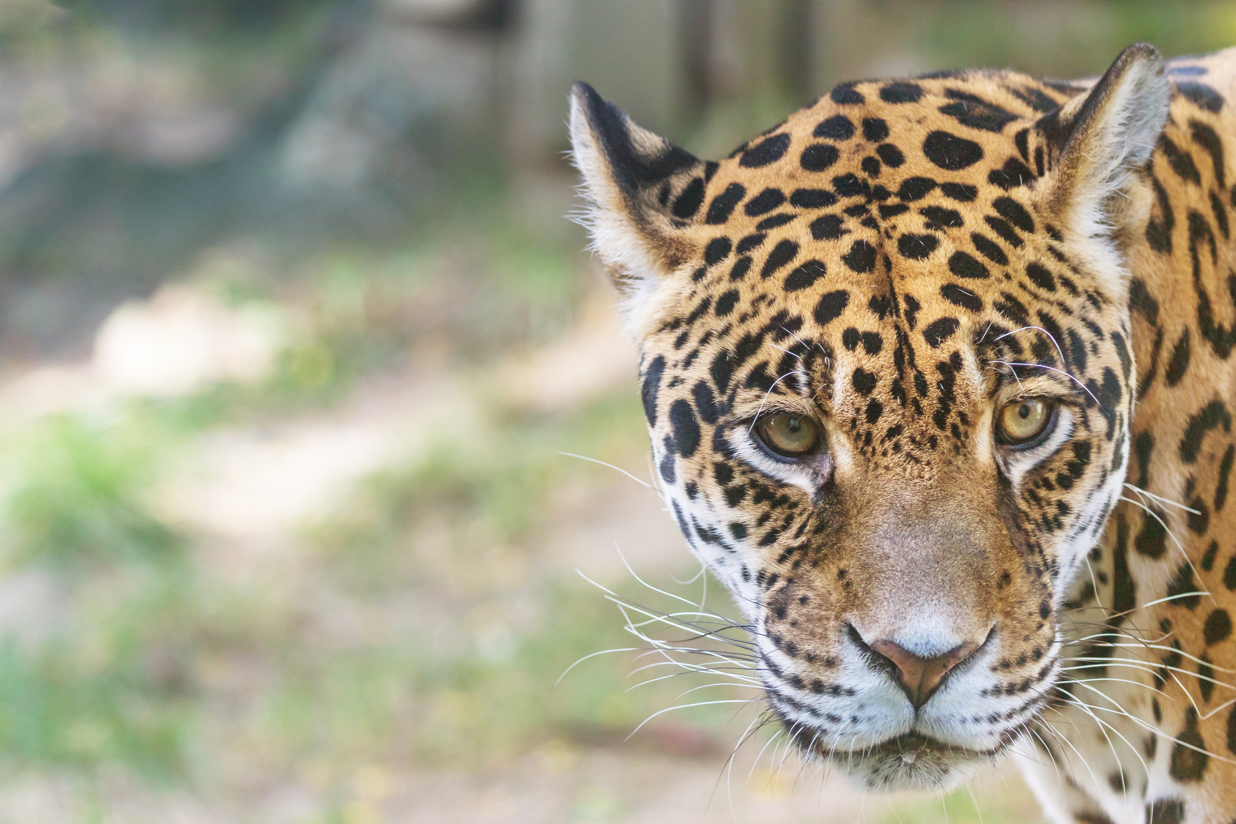 Mexico’s jaguar numbers rise