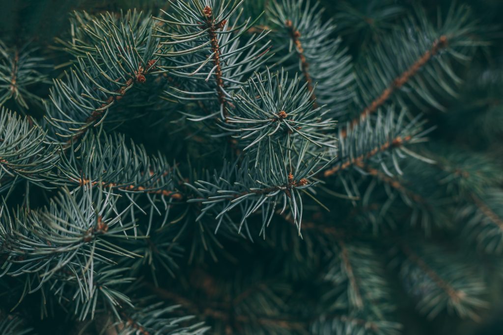 European zoos are giving Christmas trees a second life