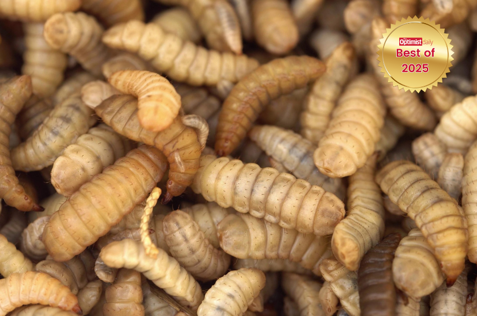 How black soldier fly larvae a