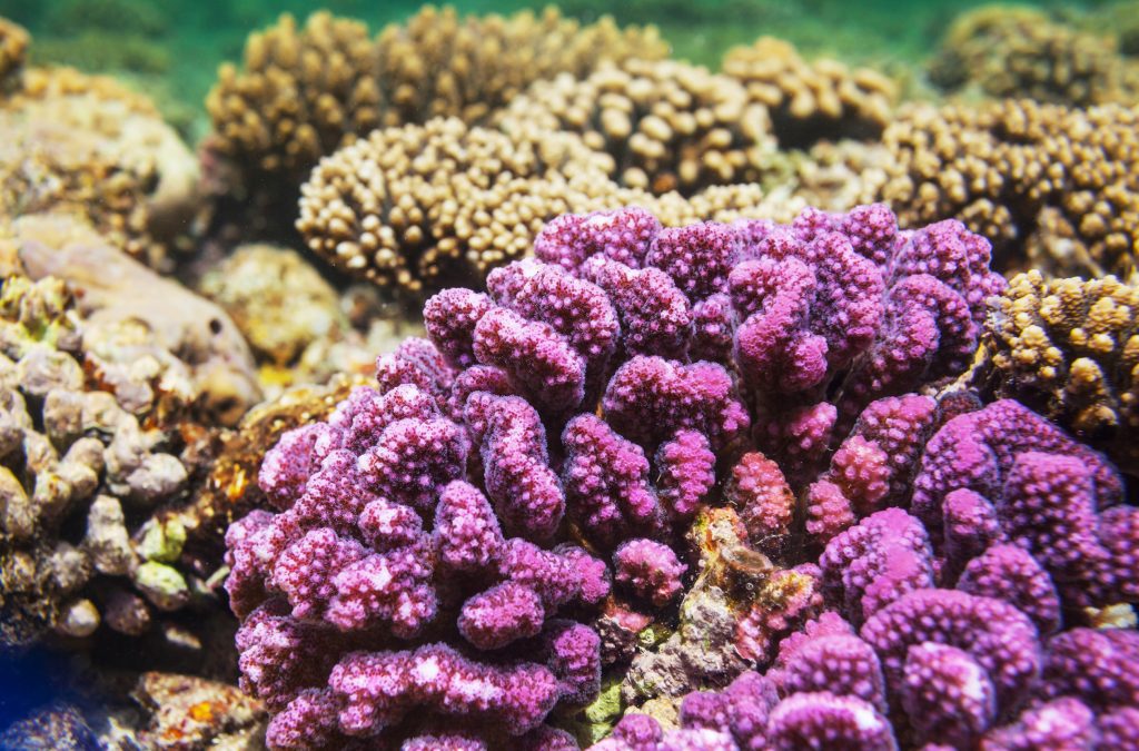 A jelly with a scent of hope: how a nanoparticle gel could help save coral reefs