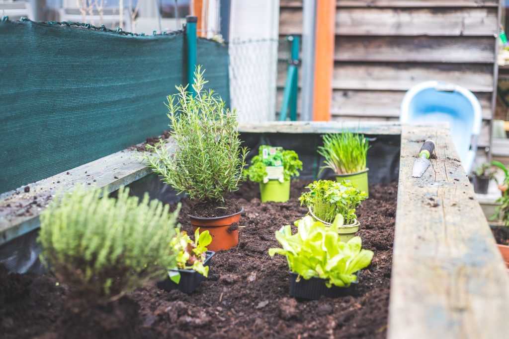 Attention gardeners! Here’s how to prepare your garden for summer heat waves