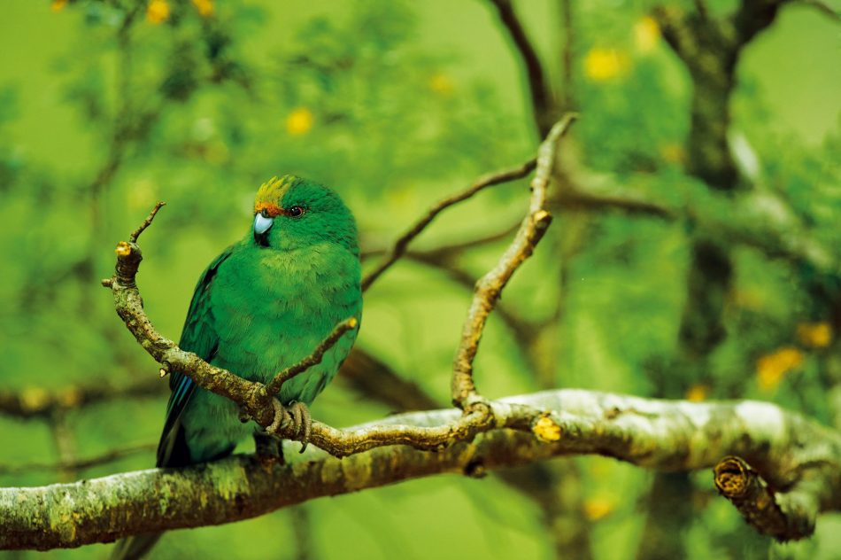 New Zealand’s rarest bird is