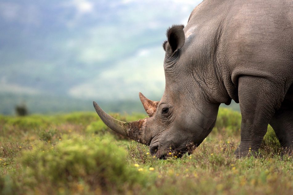 Rhino poaching numbers fall fo