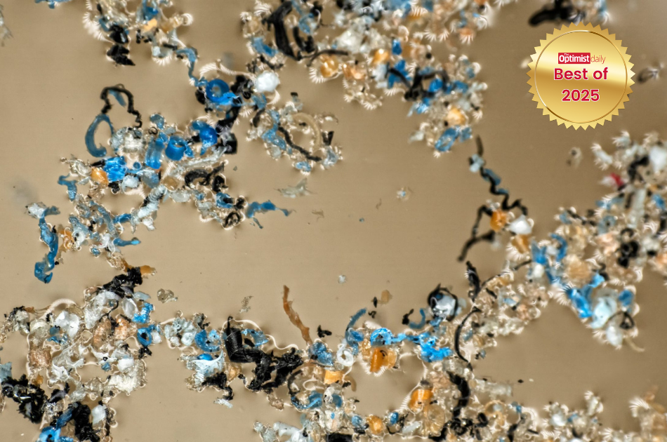 Okra and fenugreek extracts re