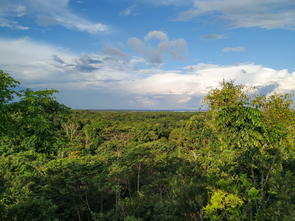 Colombia’s battle against deforestation achieves remarkable results