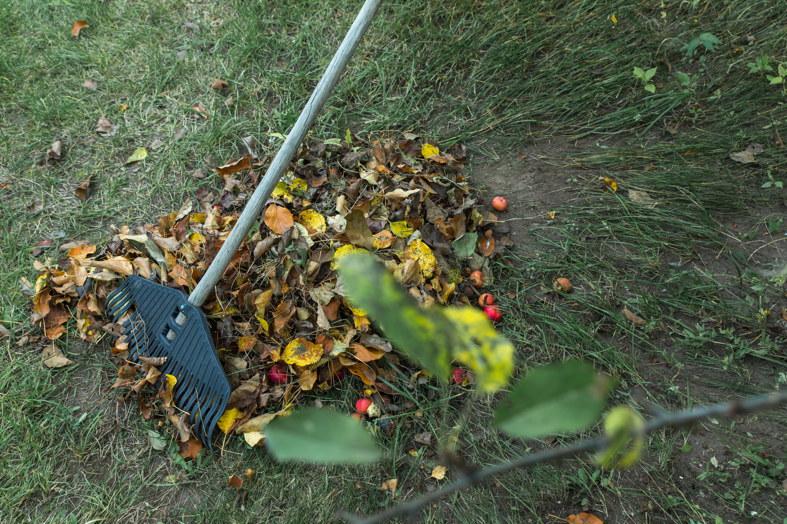 Got leaves? 3 Eco-friendly way