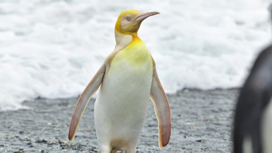 Rare yellow penguin is mystify