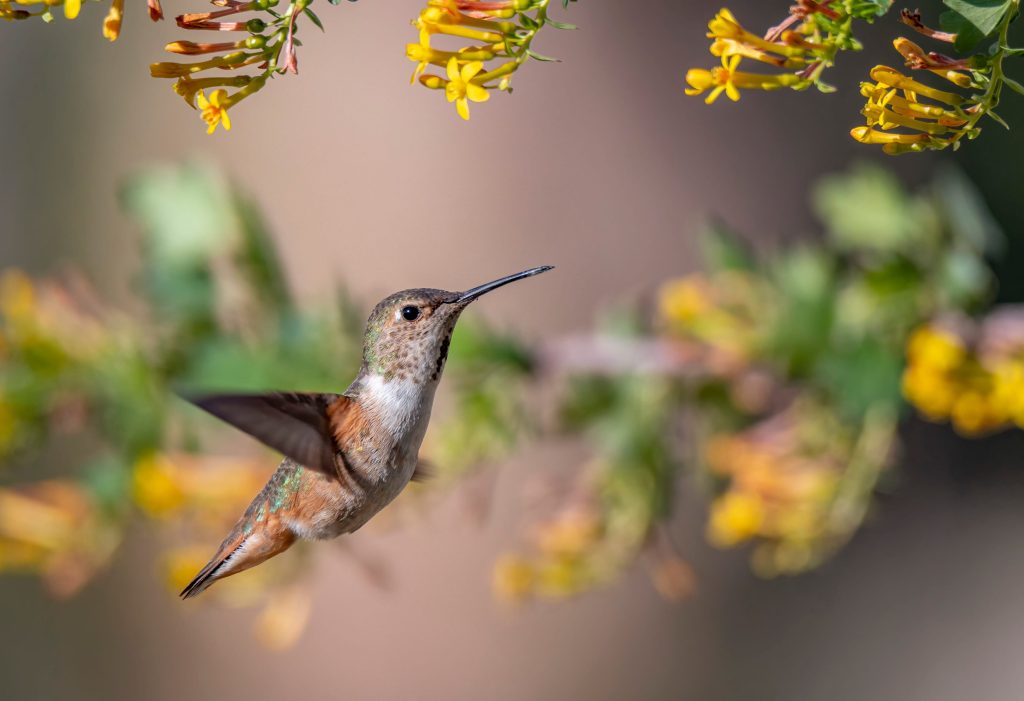 Hummingbird migration 2026: when they’ll reach your garden and how to get ready