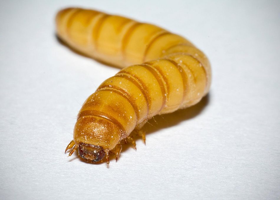 Scientists say mealworms could
