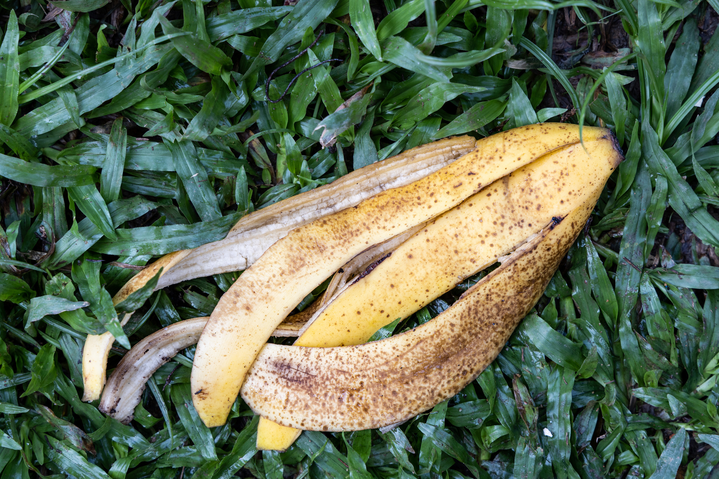 From compost to crops: banana 