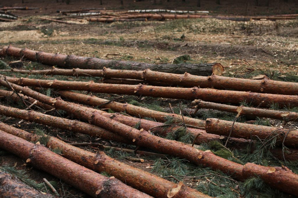 Scotland moves to criminalize ecocide with bold new legislation