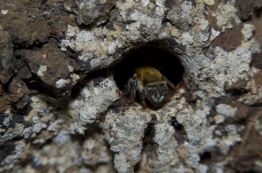Stingless bees win historic legal rights in Peru’s Amazon rainforest