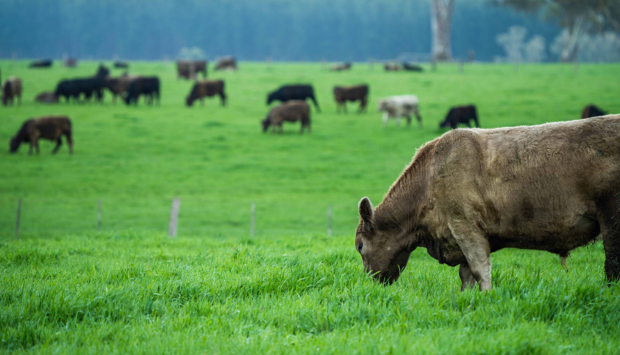 New Zealand plans to charge ca