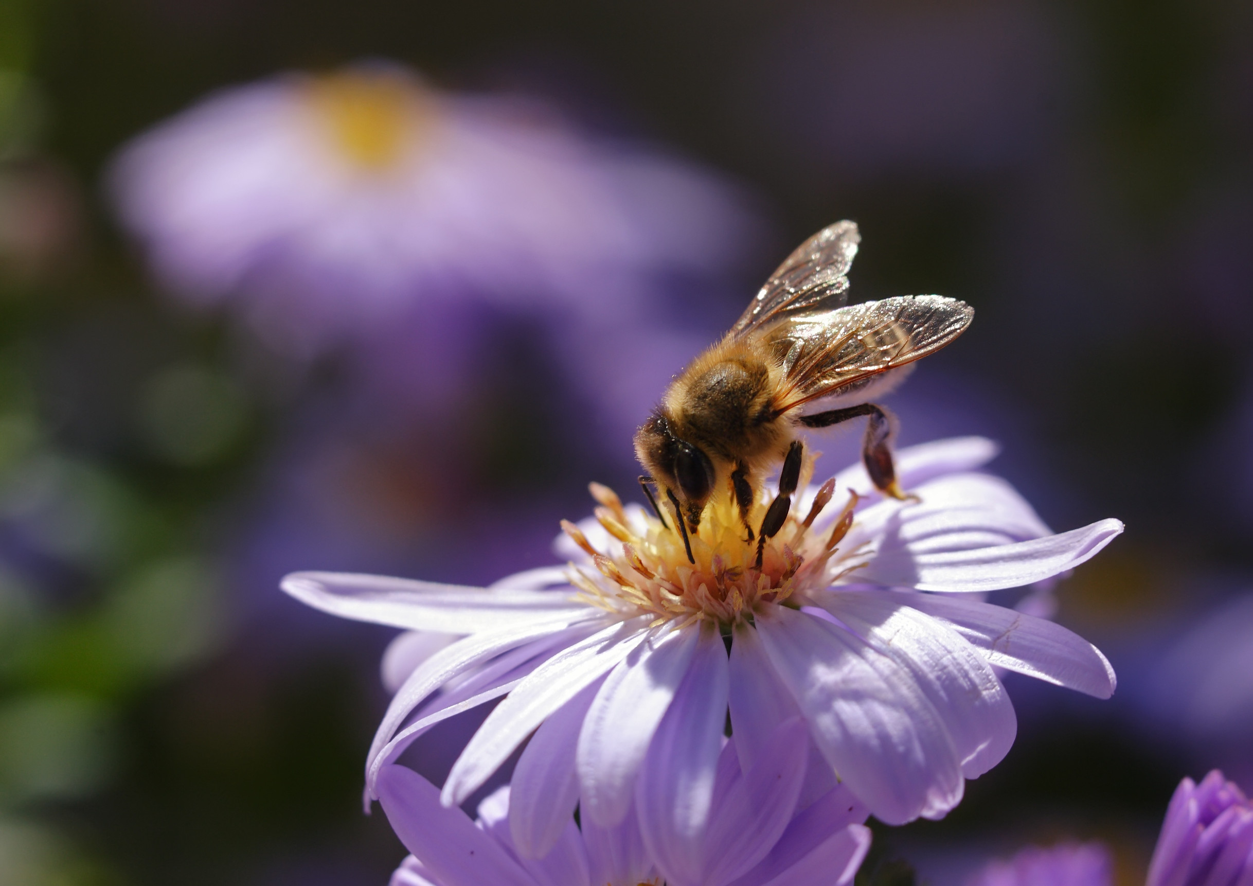 How pollinator pathways are tu