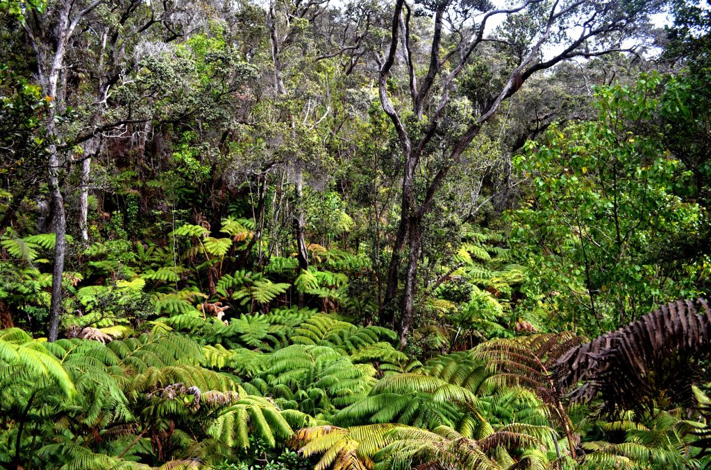 How paying people to protect a rainforest is rewriting colonial history on a tiny African island