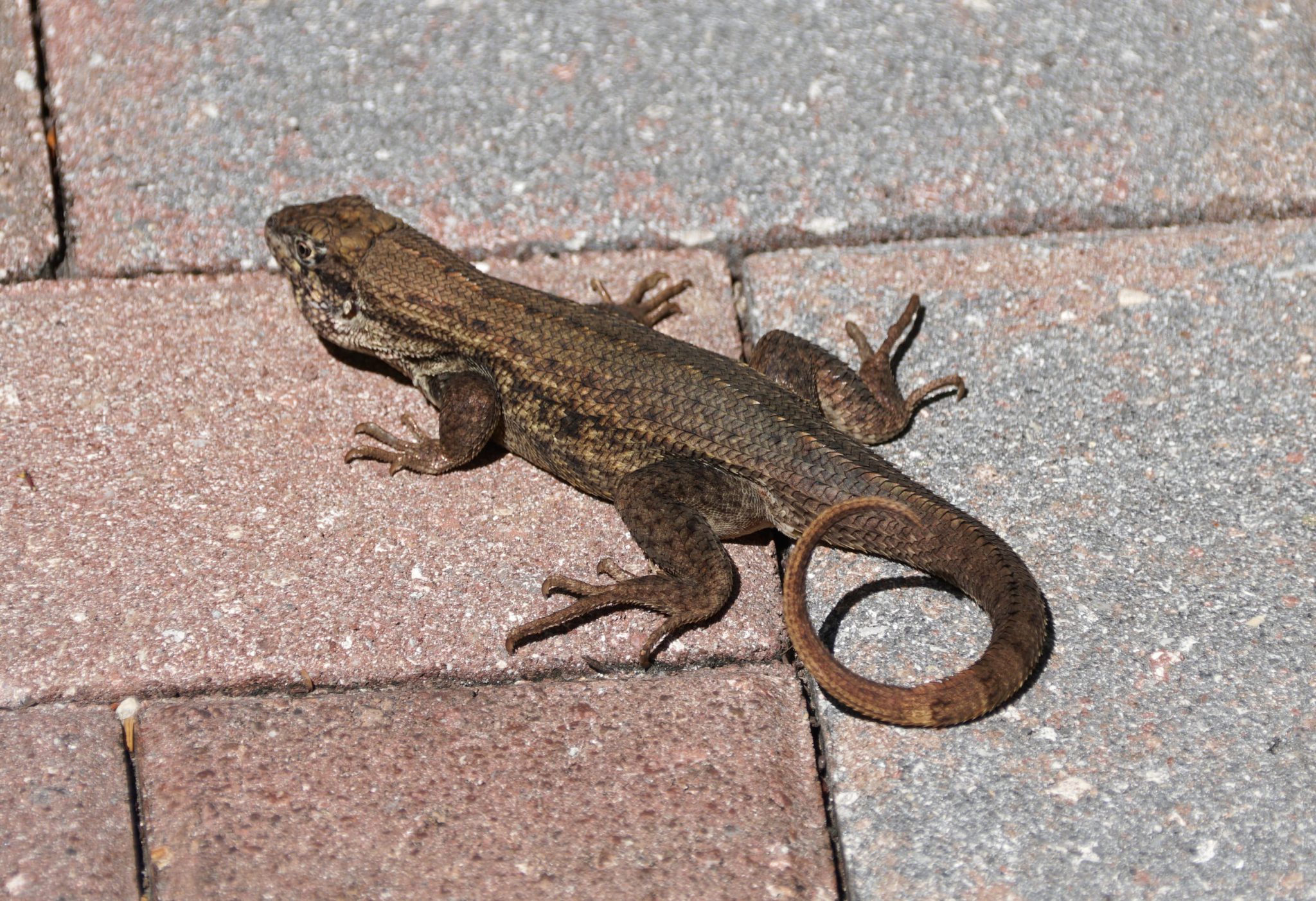 Brown lizard crawling across red brick steps.
