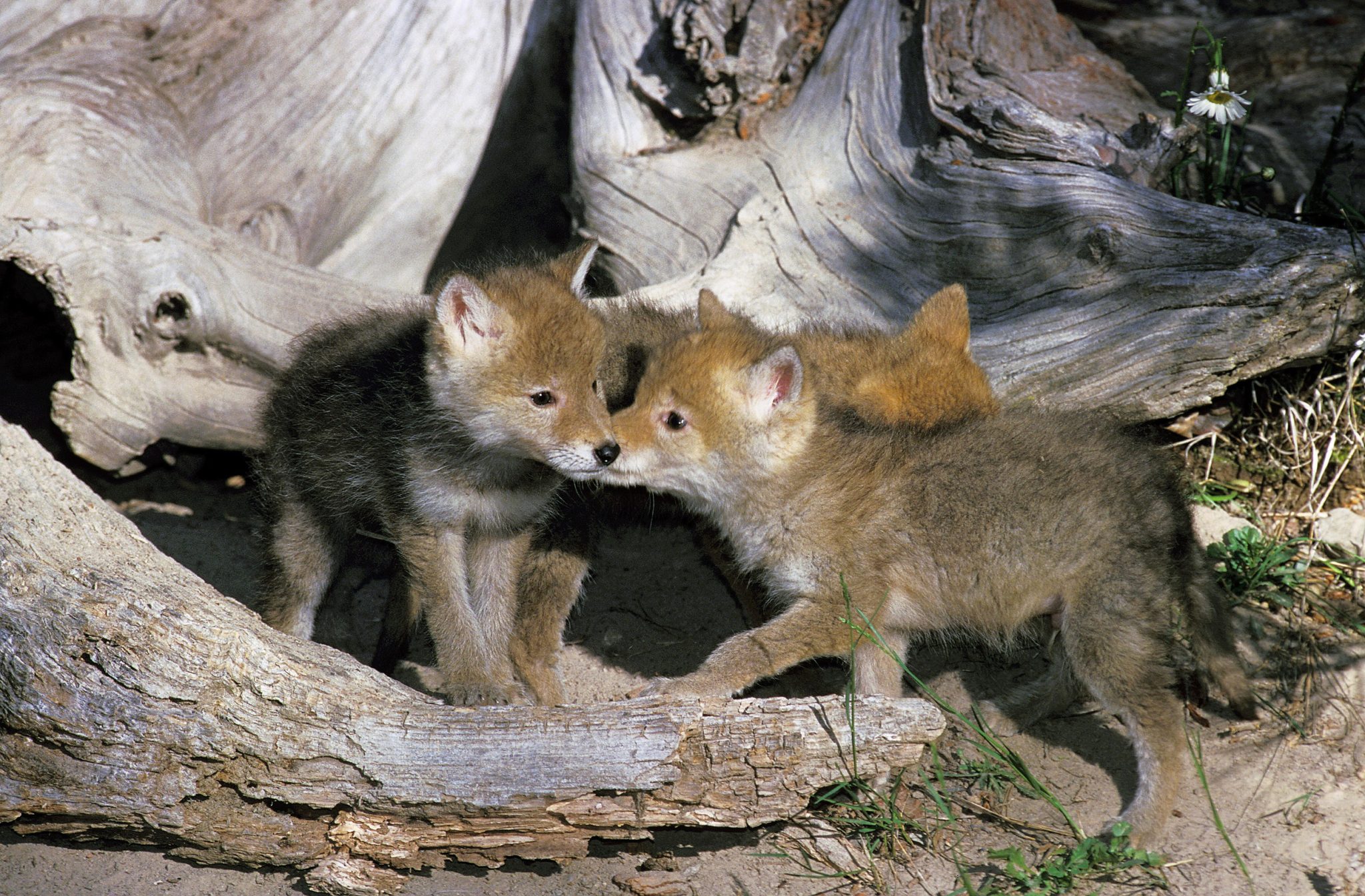 Urban coyotes are denning next