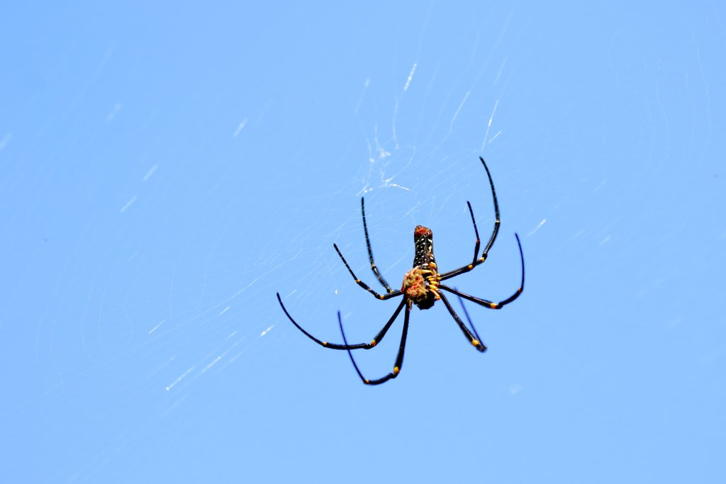 The silk solution: why surgeons are turning to spiders to repair nerve injuries