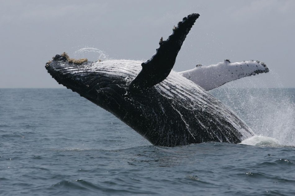 Southwest Atlantic humpback wh