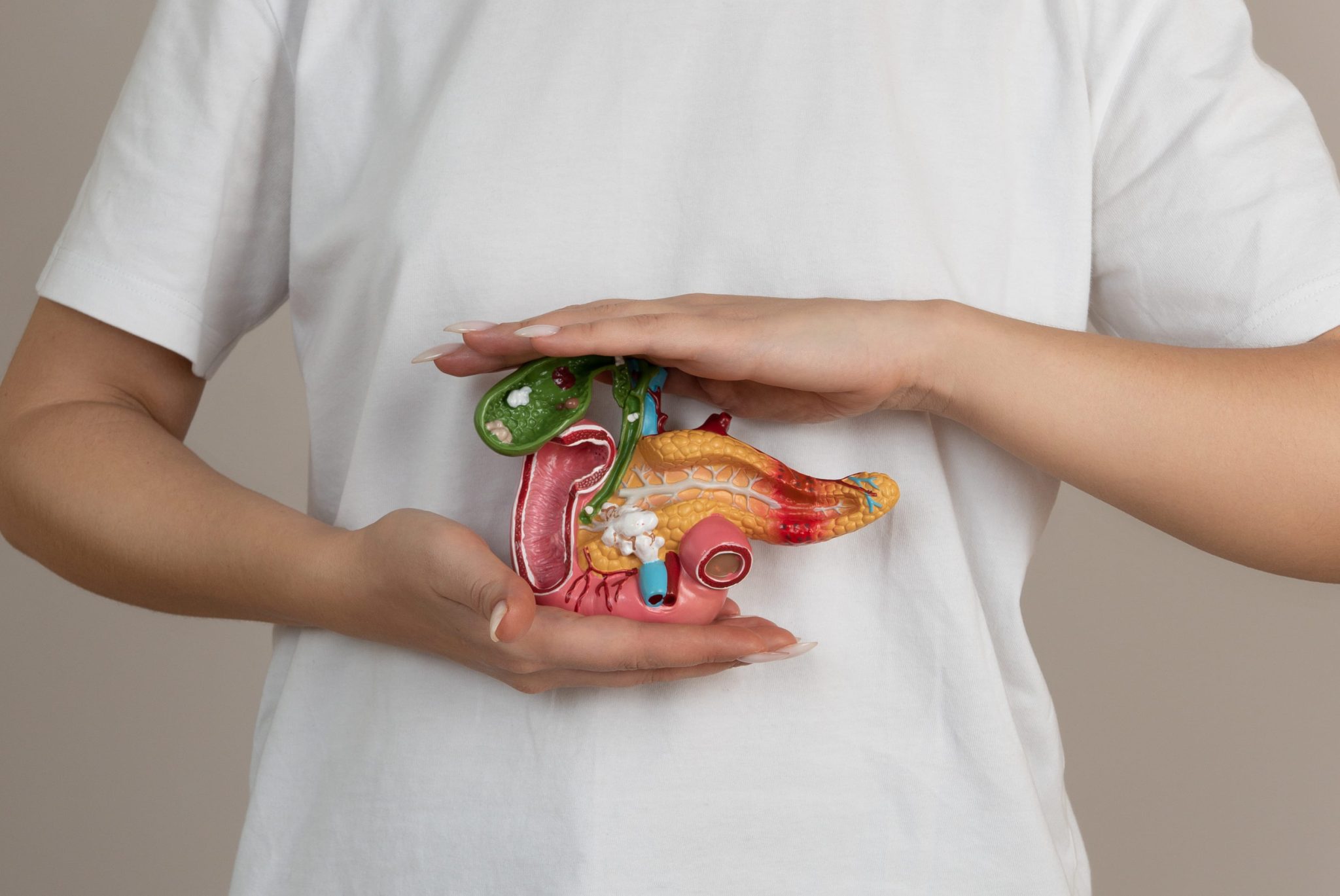 Person in a white shirt holds a colorful plastic human anatomy model in front of their torso, showing internal organs.