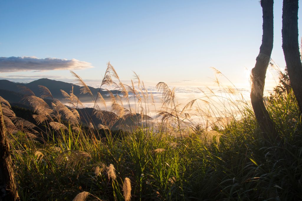 Nations agree to fund nature in a breakthrough for biodiversity