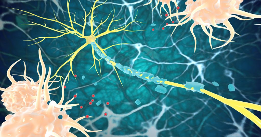 Two drug molecules achieve myelin repair in MS disease models