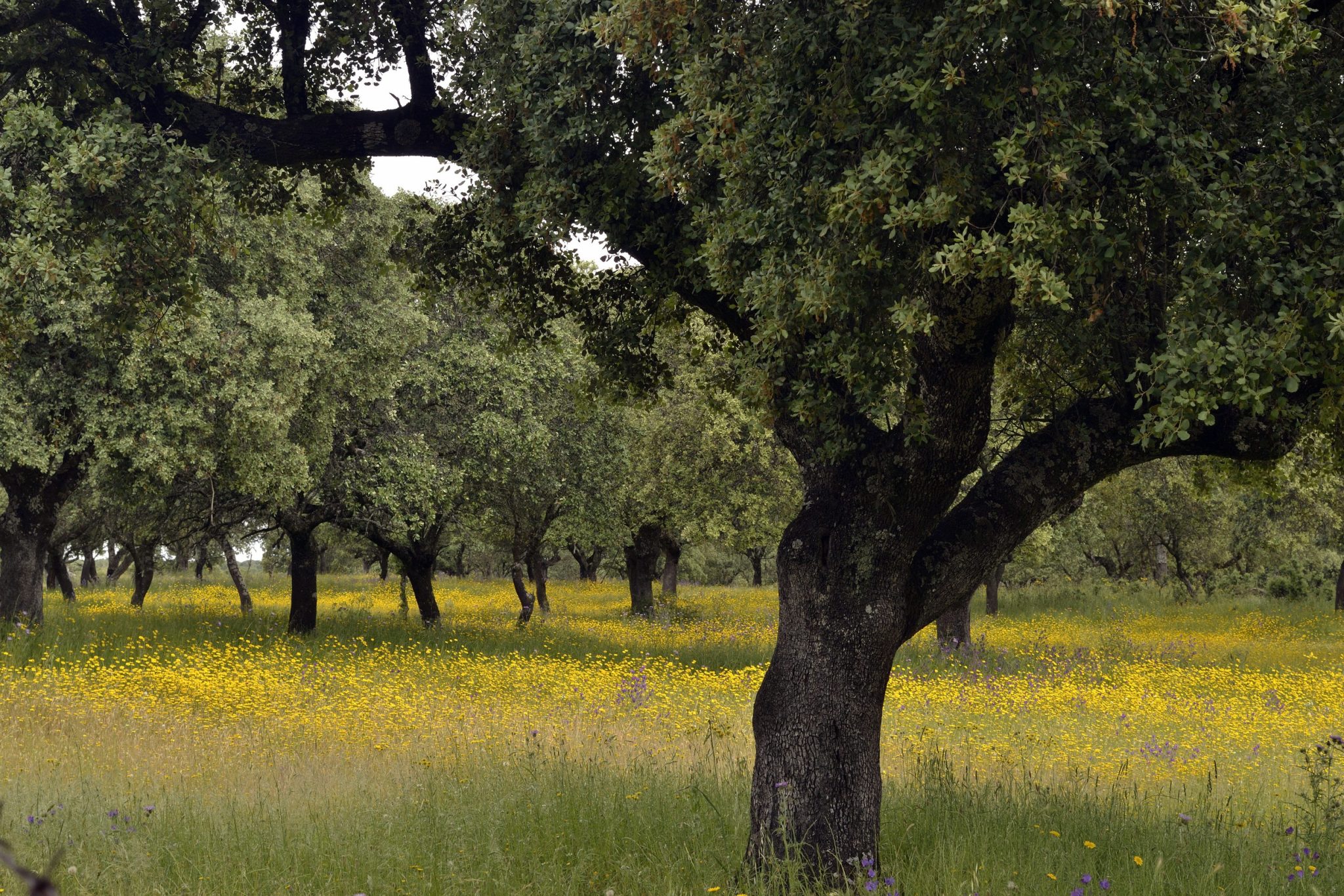 With limited cemetery space, t