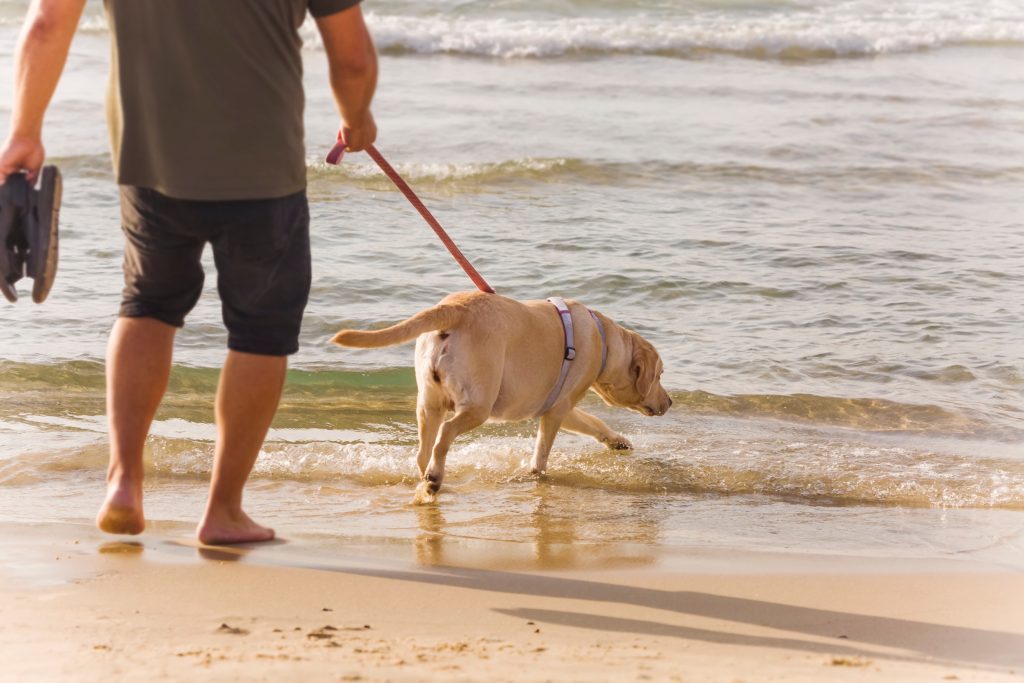 How to protect your dog’s paws in summer heat