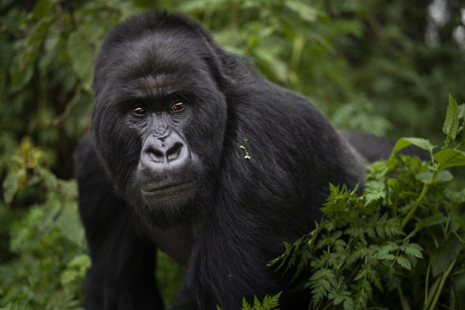 Endangered mountain gorilla se