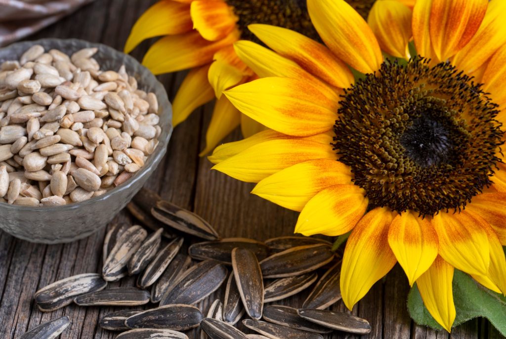 Harvesting sunflower seeds: a simple guide to enjoying this homegrown summer snack